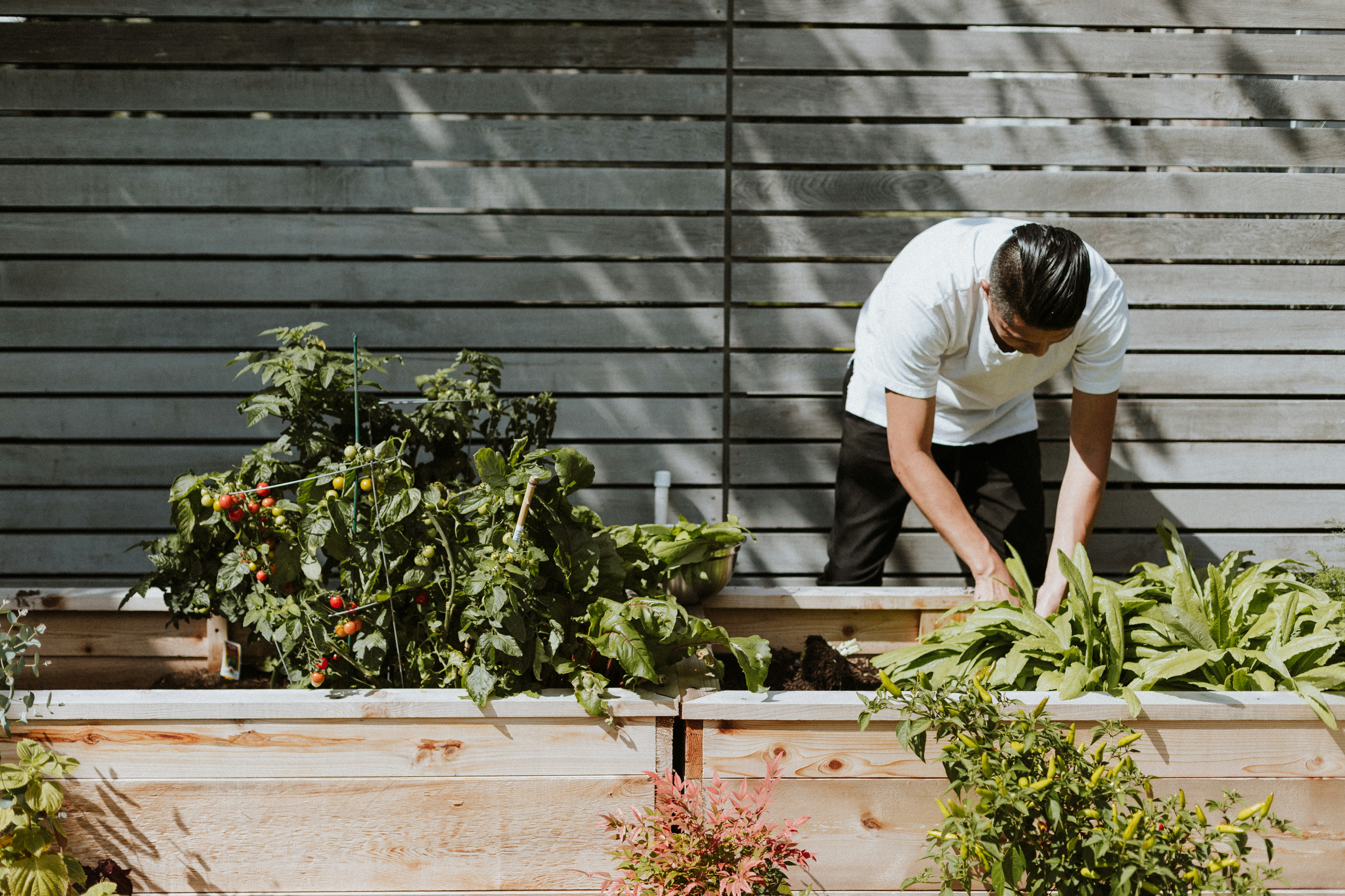 gardener tending to a vegetable raised bed